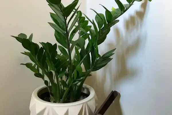 Em suma, ter plantas dentro de casa sem sol e em apartamentos pequenos traz inúmeros benefícios, como beleza, bem-estar e purificação do ar.