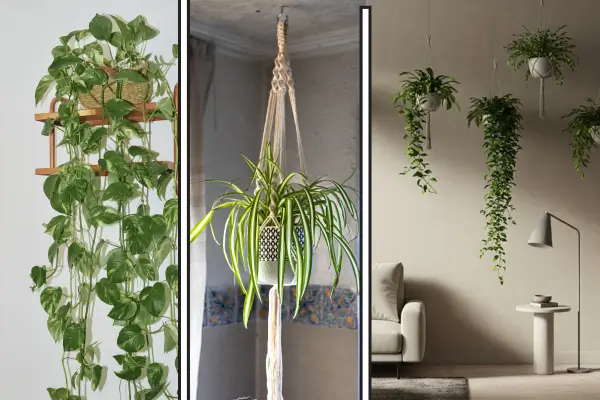 Suporte para plantas suspensas: Como aproveitar o espaço aéreo